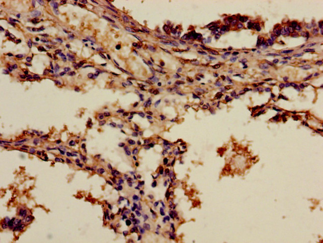 ADH7 Antibody in Immunohistochemistry (Paraffin) (IHC (P))