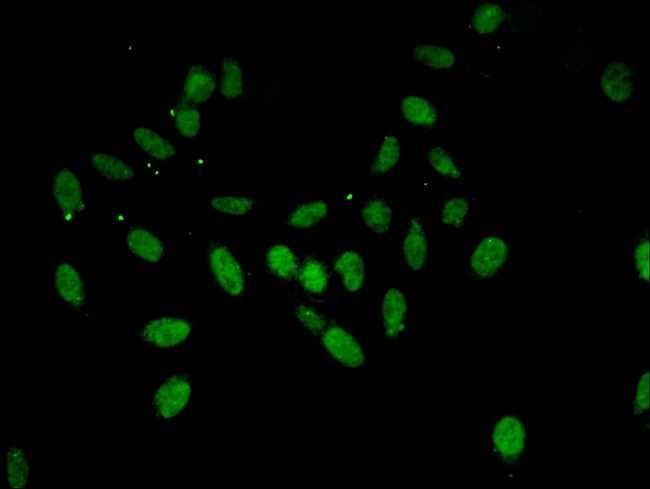 Annexin A11 Antibody in Immunocytochemistry (ICC/IF)