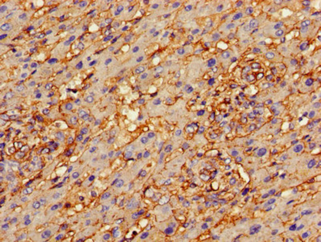 Annexin A2 Antibody in Immunohistochemistry (Paraffin) (IHC (P))