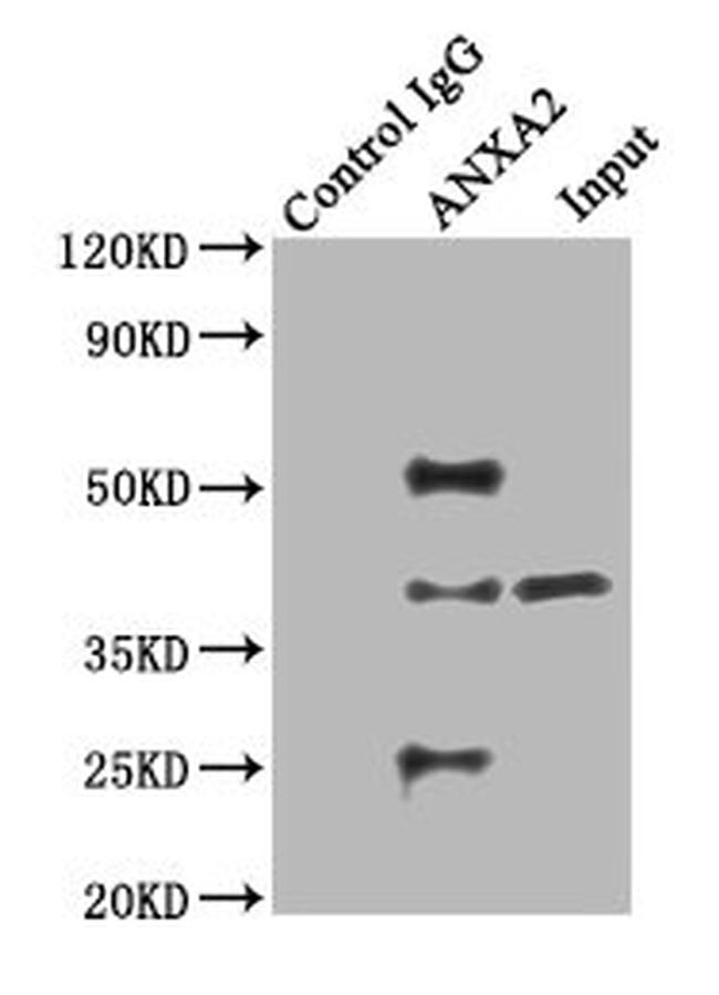 Annexin A2 Antibody in Western Blot (WB)