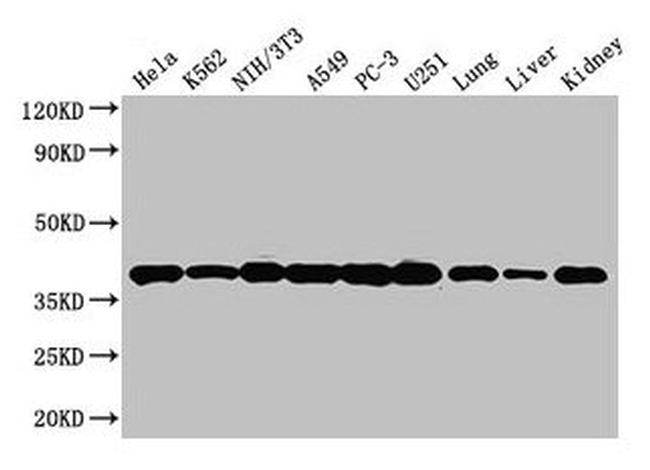 Annexin A2 Antibody in Western Blot (WB)