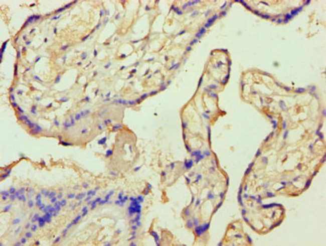 Annexin A9 Antibody in Immunohistochemistry (Paraffin) (IHC (P))