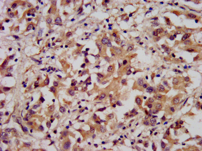 ARL1 Antibody in Immunohistochemistry (Paraffin) (IHC (P))