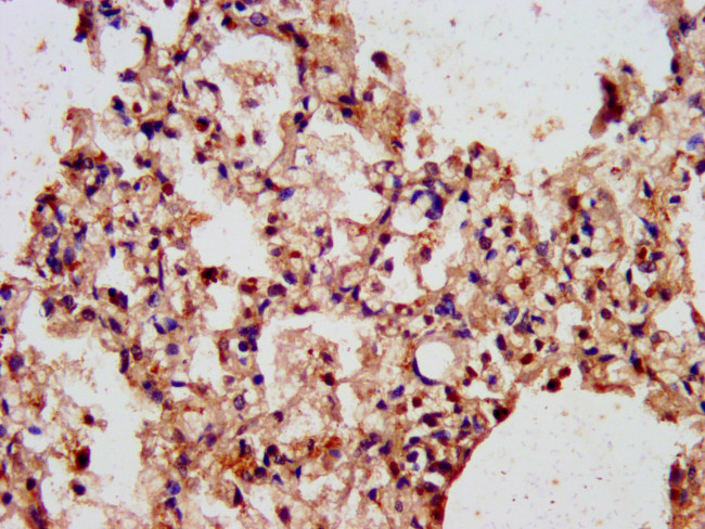 ARL1 Antibody in Immunohistochemistry (Paraffin) (IHC (P))