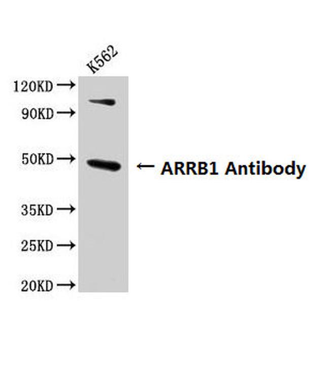 beta Arrestin 1 Antibody in Western Blot (WB)