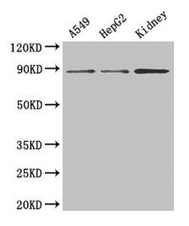 ASPH Antibody in Western Blot (WB)