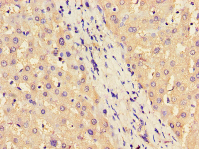 ASS1 Antibody in Immunohistochemistry (Paraffin) (IHC (P))