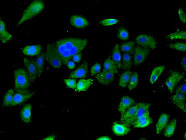 ASTN2 Antibody in Immunocytochemistry (ICC/IF)