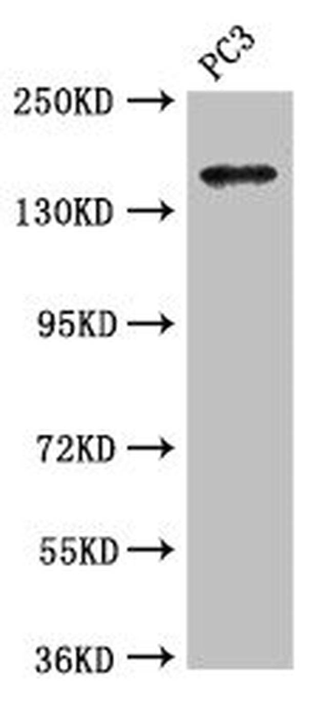 ASTN2 Antibody in Western Blot (WB)