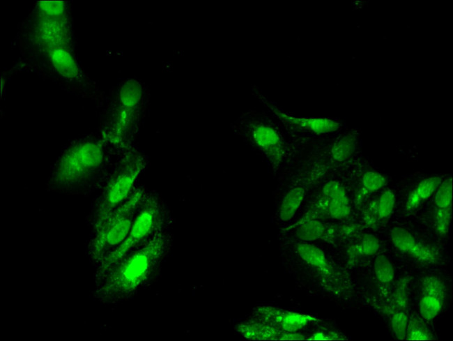 ATP9A Antibody in Immunocytochemistry (ICC/IF)