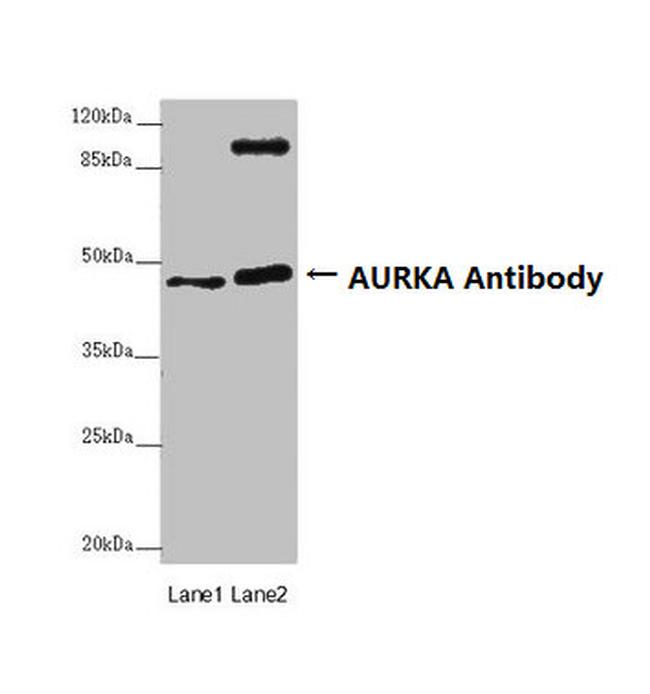 Aurora A Antibody in Western Blot (WB)