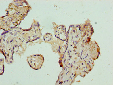 AZIN1 Antibody in Immunohistochemistry (Paraffin) (IHC (P))