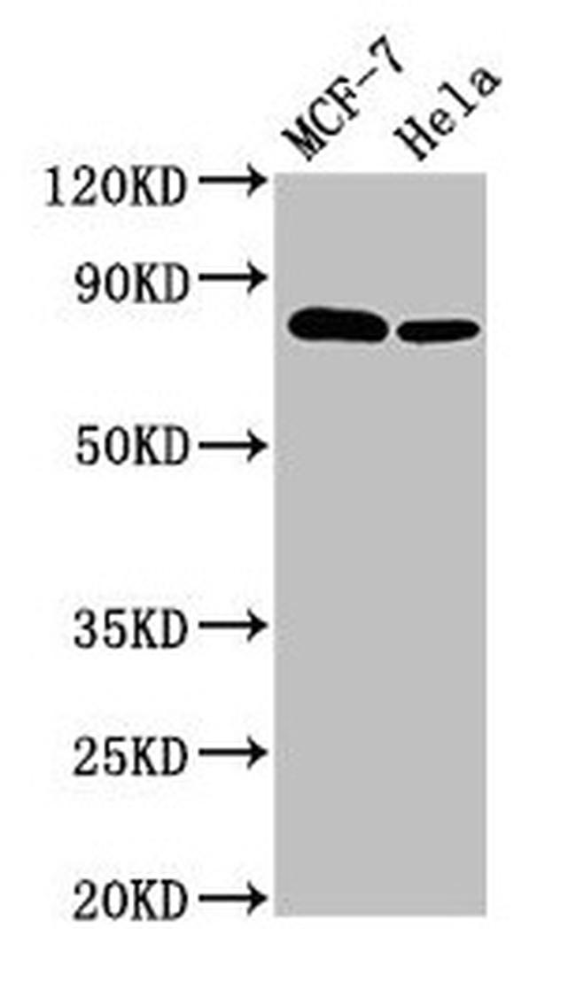 p130Cas Antibody in Western Blot (WB)