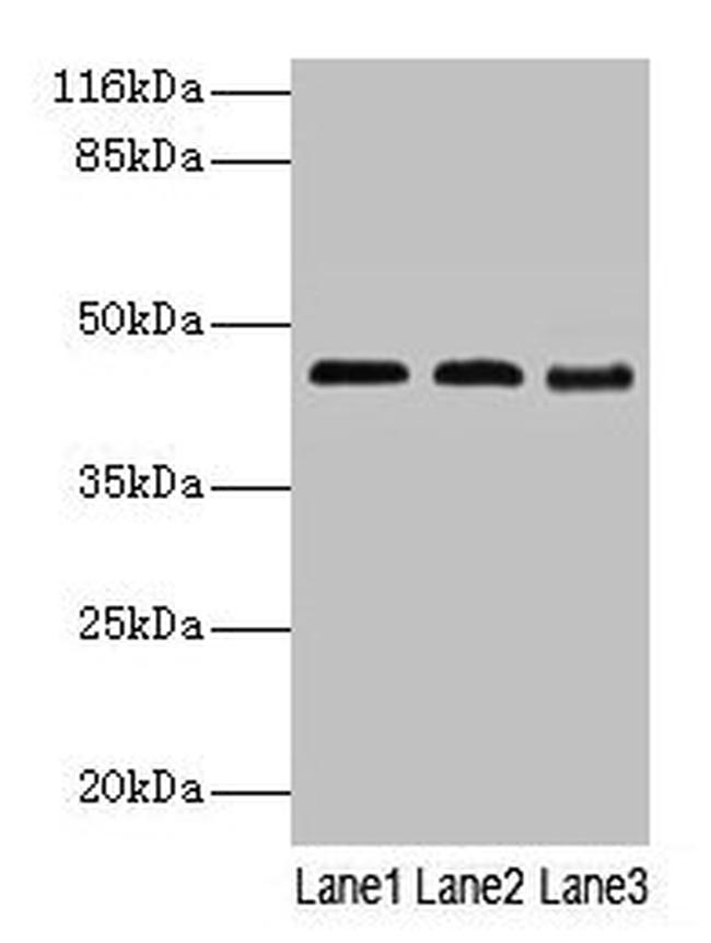 BCAT2 Antibody in Western Blot (WB)