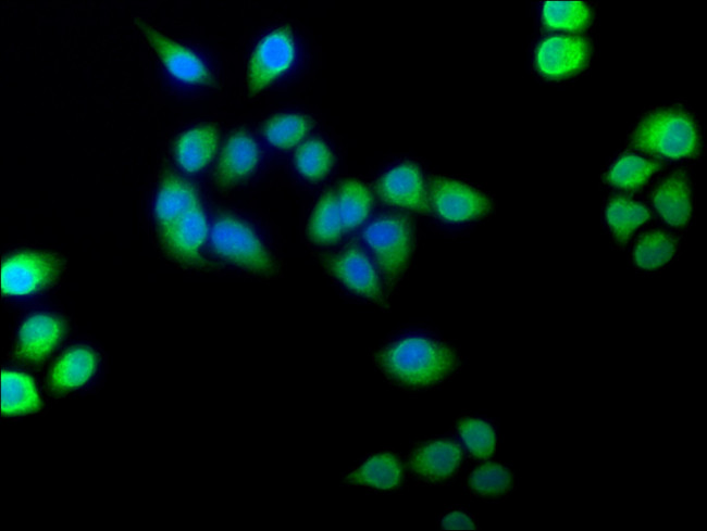 Flavin reductase Antibody in Immunocytochemistry (ICC/IF)