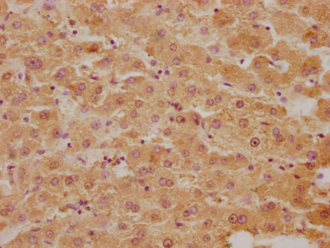 Flavin reductase Antibody in Immunohistochemistry (Paraffin) (IHC (P))