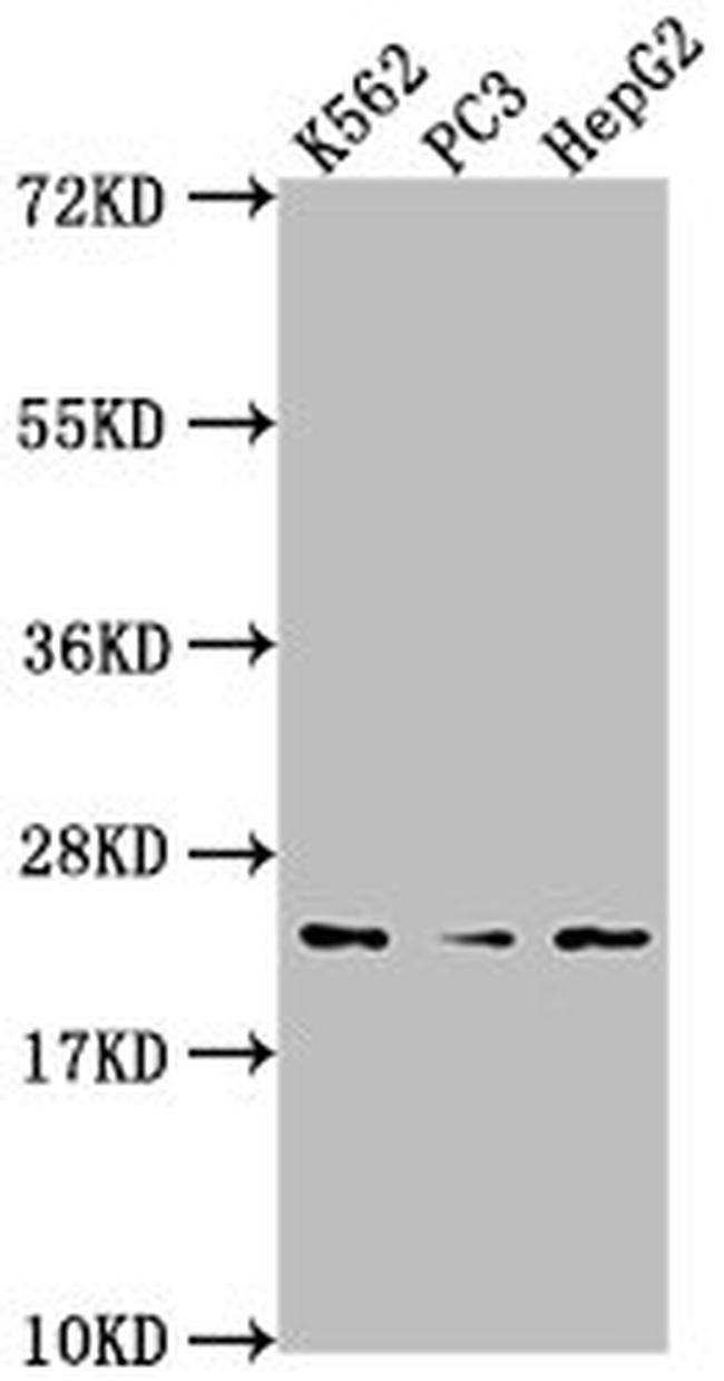 Flavin reductase Antibody in Western Blot (WB)