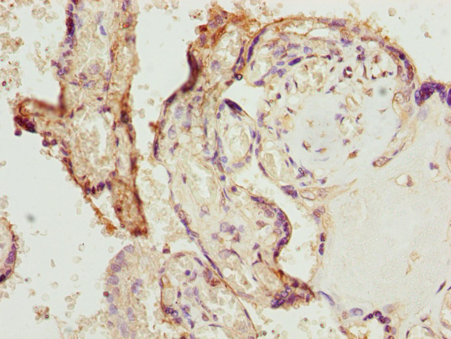 Bisphosphoglycerate mutase Antibody in Immunohistochemistry (Paraffin) (IHC (P))