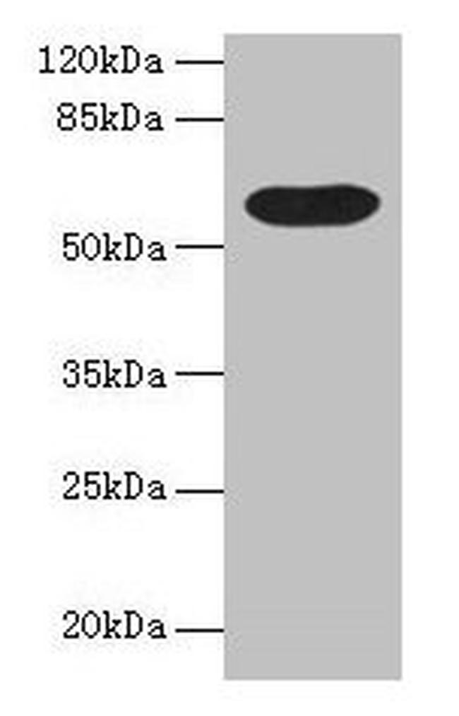 BTN3A1 Antibody in Western Blot (WB)