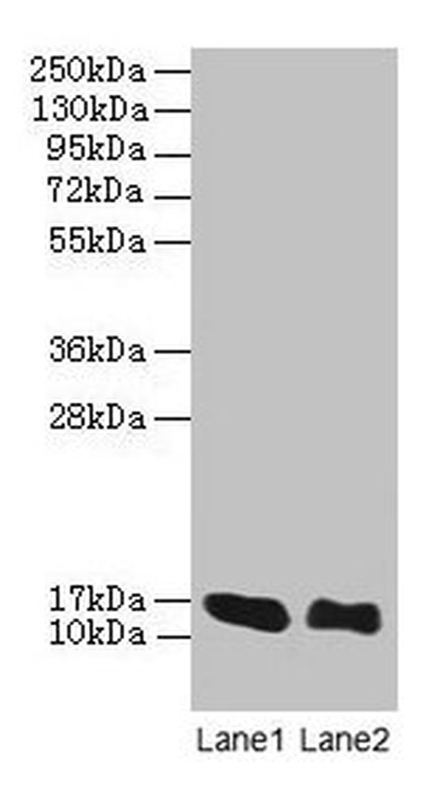 LINC01553 Antibody in Western Blot (WB)