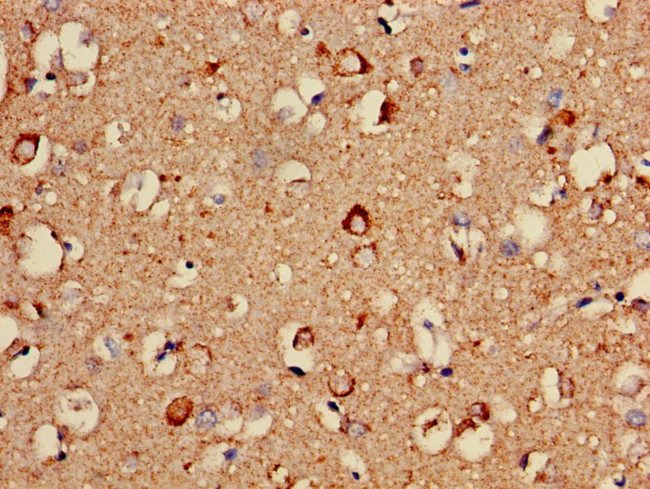 COX5A Antibody in Immunohistochemistry (Paraffin) (IHC (P))