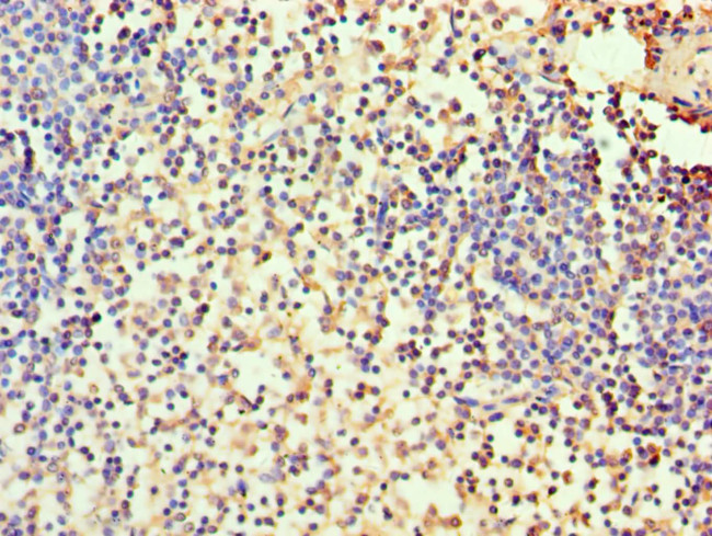 Carbonic Anhydrase I Antibody in Immunohistochemistry (Paraffin) (IHC (P))