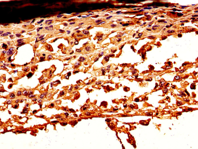 Carbonic Anhydrase I Antibody in Immunohistochemistry (Paraffin) (IHC (P))