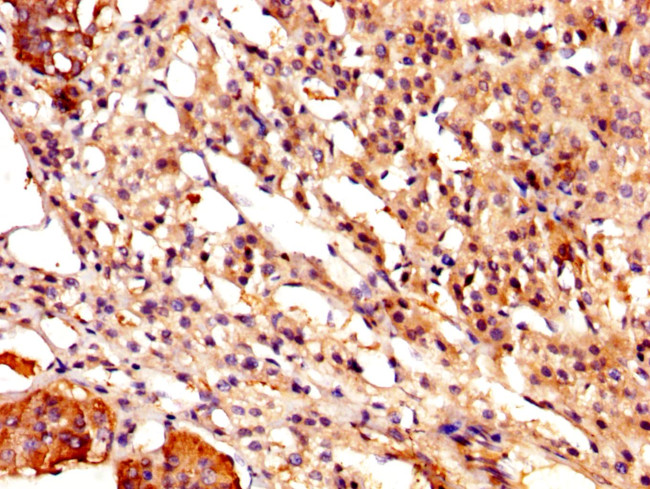 Calpastatin Antibody in Immunohistochemistry (Paraffin) (IHC (P))