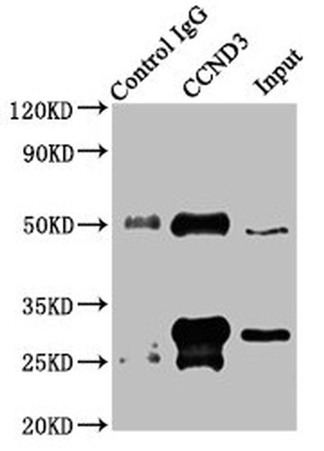 Cyclin D3 Antibody in Western Blot (WB)