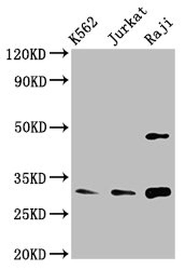 Cyclin D3 Antibody in Western Blot (WB)