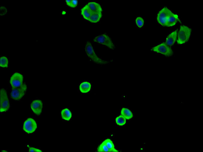 TCP-1 theta Antibody in Immunocytochemistry (ICC/IF)