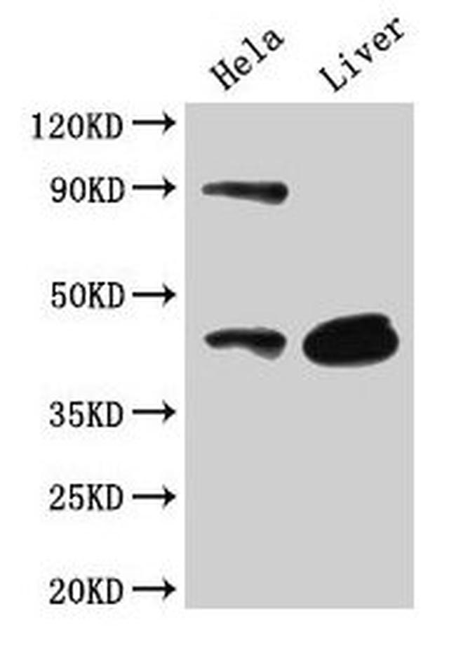 CD46 Antibody in Western Blot (WB)