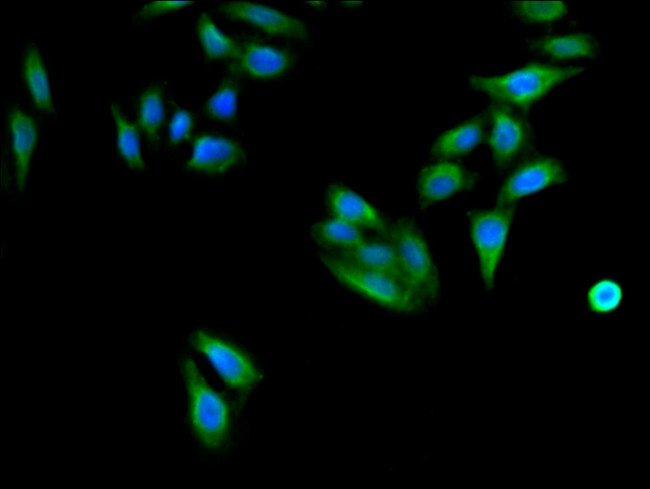 CD96 Antibody in Immunocytochemistry (ICC/IF)