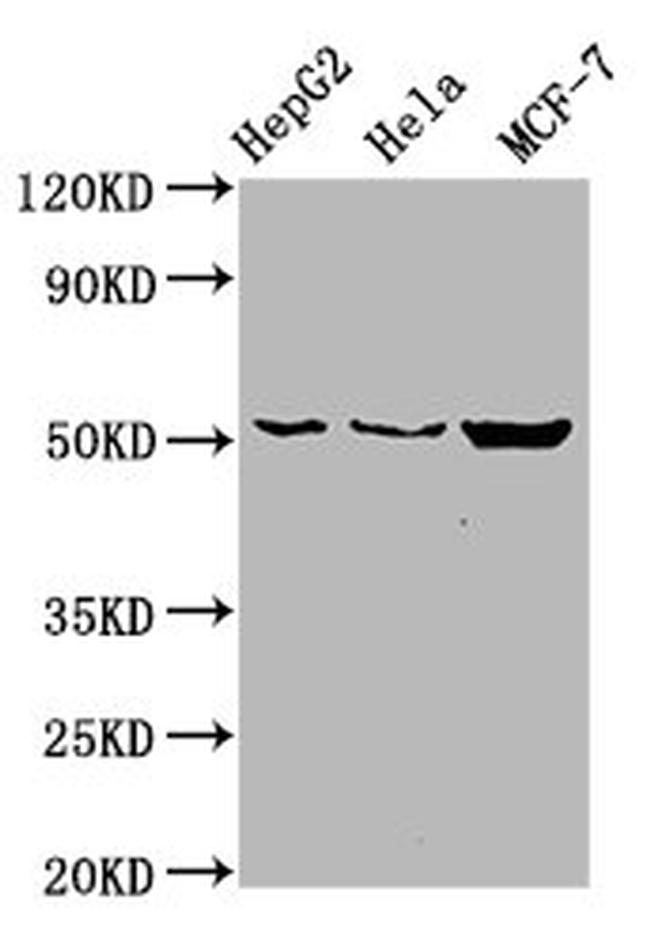 CDS2 Antibody in Western Blot (WB)