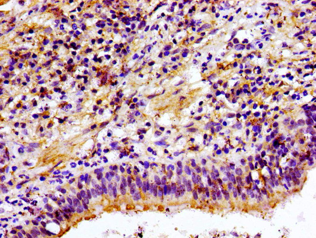 CHKA Antibody in Immunohistochemistry (Paraffin) (IHC (P))