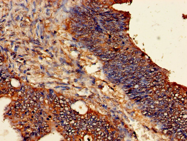 ODC1 Antibody in Immunohistochemistry (Paraffin) (IHC (P))