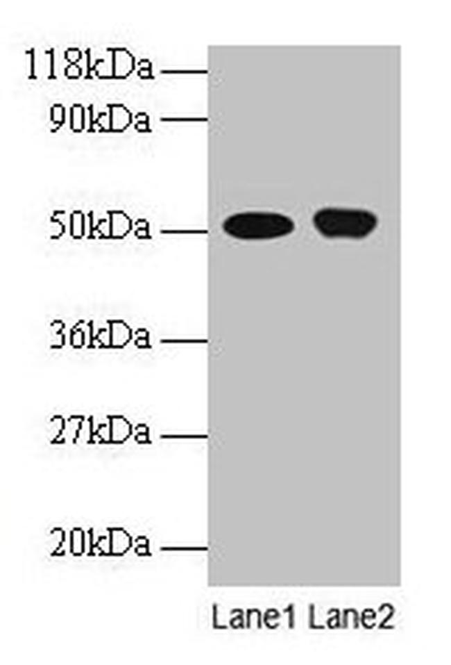 ODC1 Antibody in Western Blot (WB)