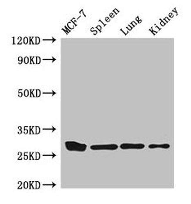 Mast Cell Chymase Antibody in Western Blot (WB)