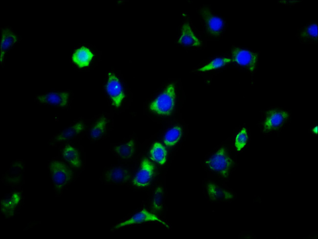 CNTFR Antibody in Immunocytochemistry (ICC/IF)