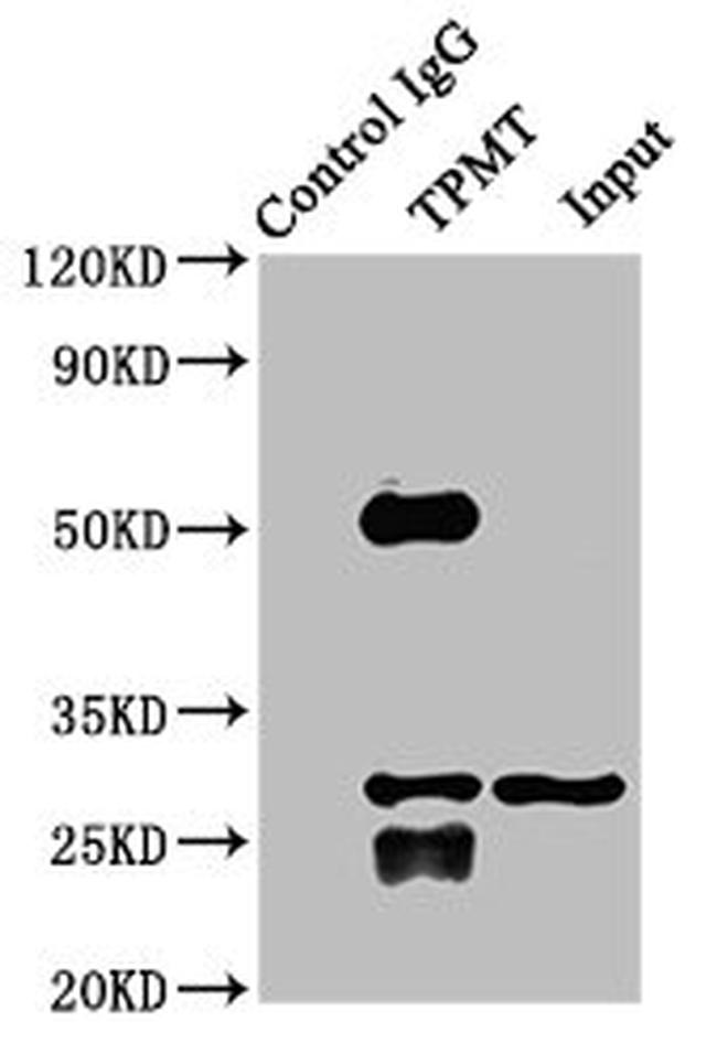 TPMT Antibody in Western Blot (WB)