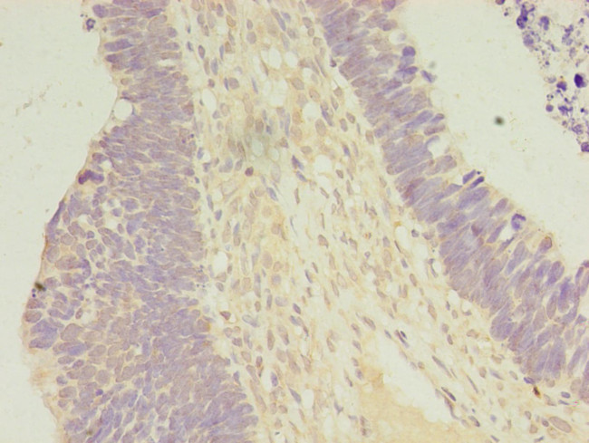 Carboxypeptidase A2 Antibody in Immunohistochemistry (Paraffin) (IHC (P))