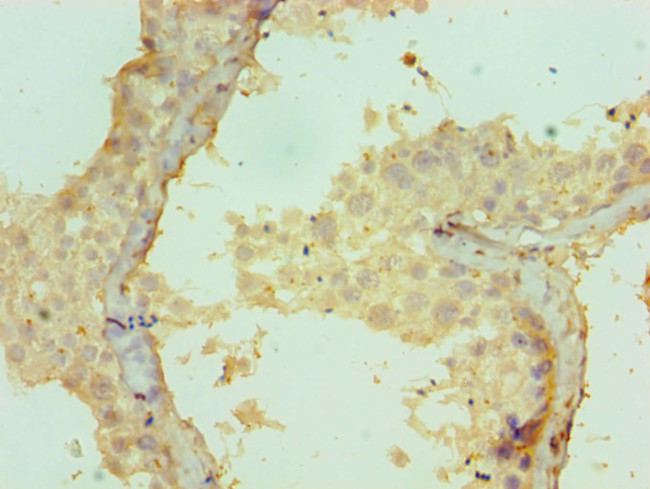 CRISP2 Antibody in Immunohistochemistry (Paraffin) (IHC (P))