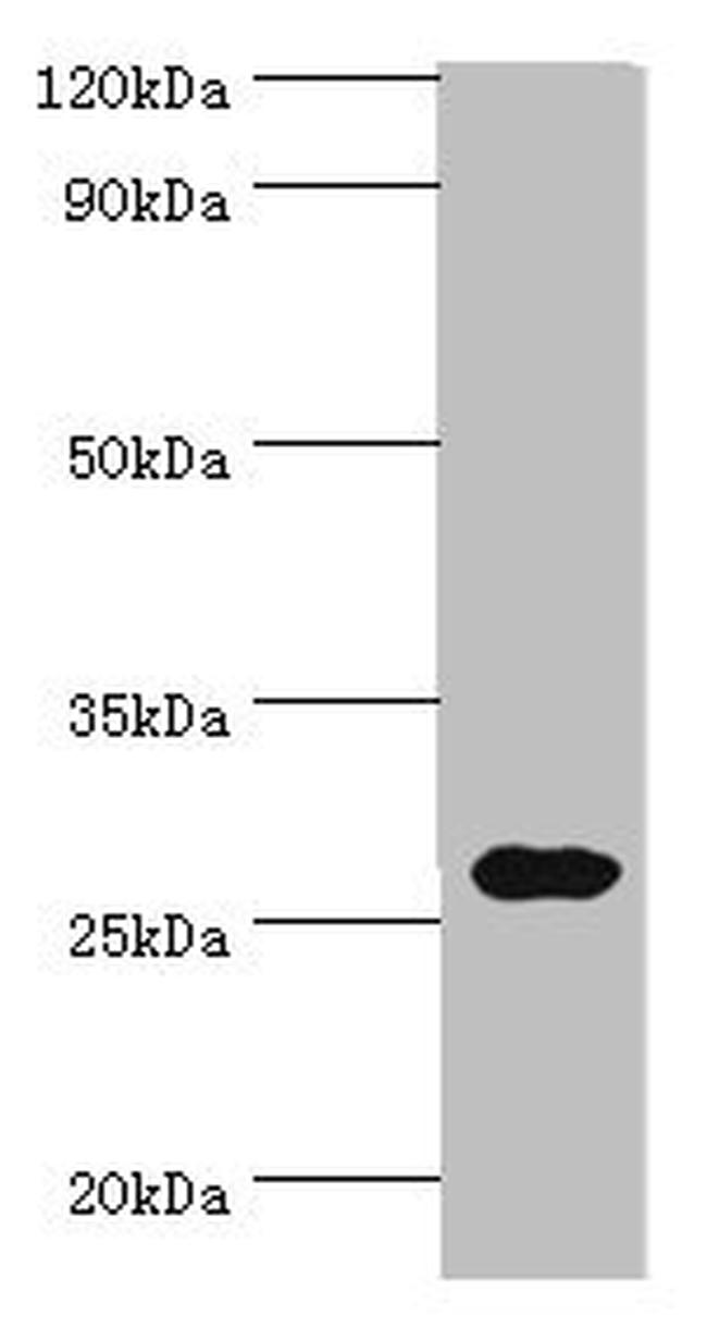 CRISP2 Antibody in Western Blot (WB)