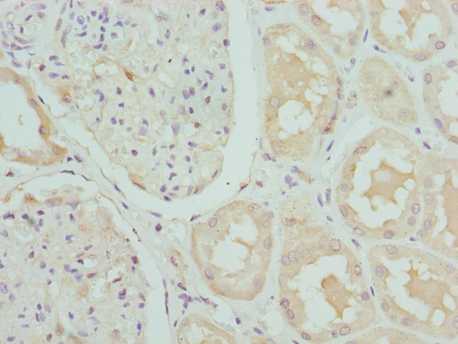 CRTAP Antibody in Immunohistochemistry (Paraffin) (IHC (P))