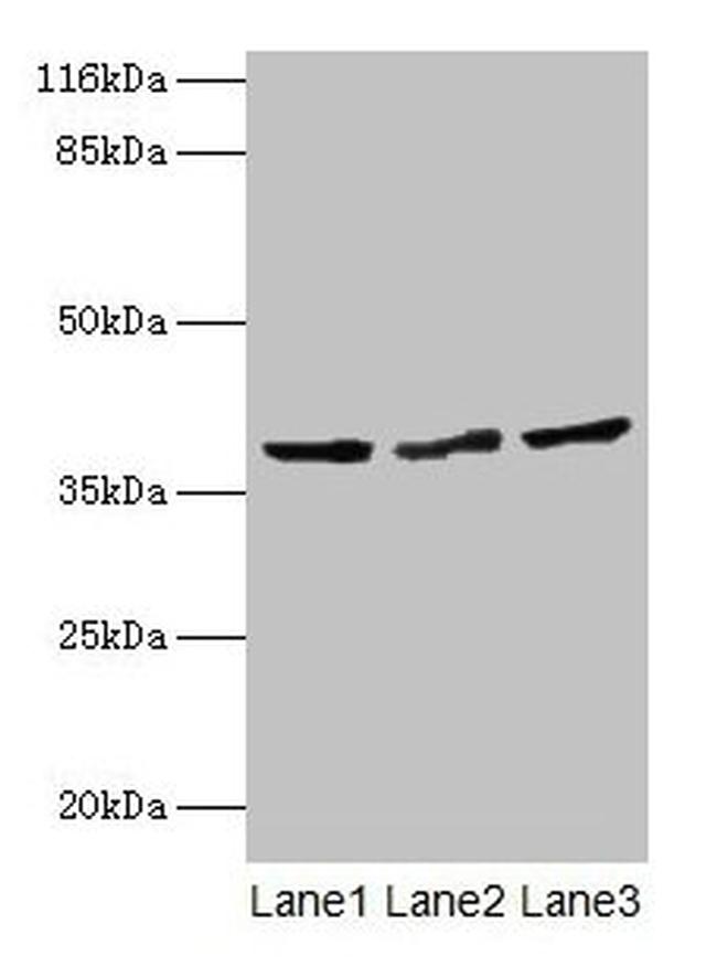 CRYZL1 Antibody in Western Blot (WB)