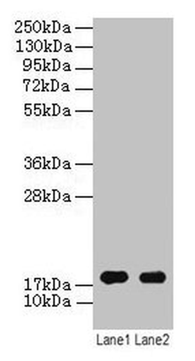 ATP5D Antibody in Western Blot (WB)