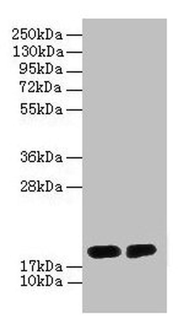 G72 Antibody in Western Blot (WB)