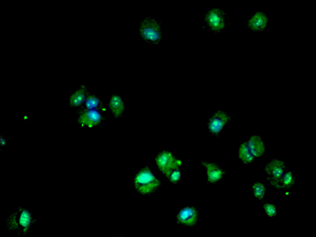 DHRS12 Antibody in Immunocytochemistry (ICC/IF)