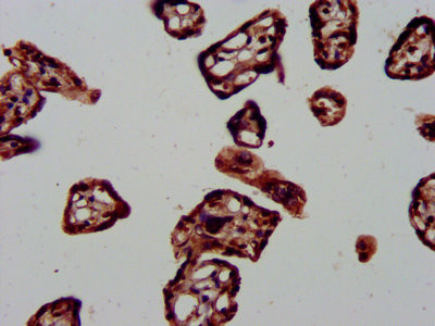 HDJ2 Antibody in Immunohistochemistry (Paraffin) (IHC (P))