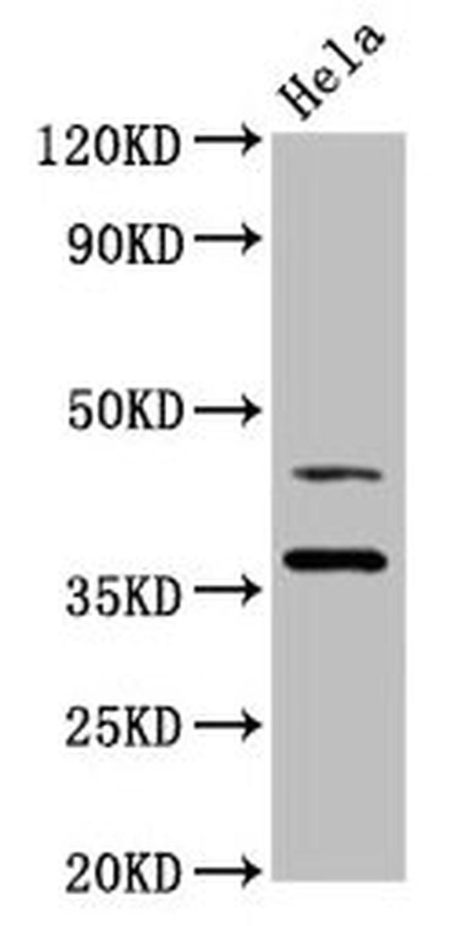 HDJ2 Antibody in Western Blot (WB)